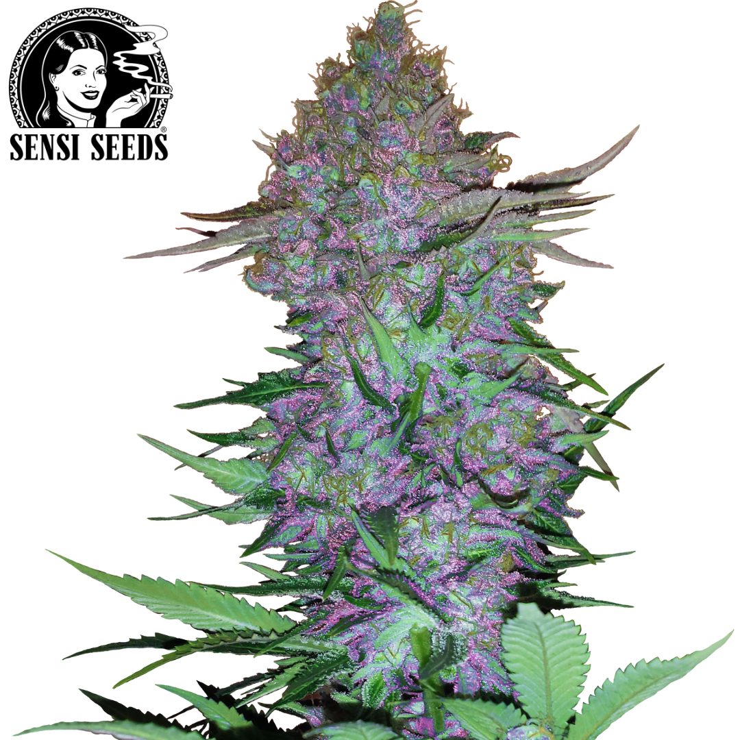 Samen, Sensi Seeds®, Purple Skunk, Auto
